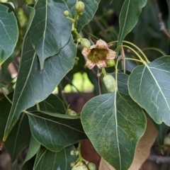 Brachychiton populneus subsp. populneus (Kurrajong) at Lions Youth Haven - Westwood Farm A.C.T. - 29 Nov 2023 by HelenCross