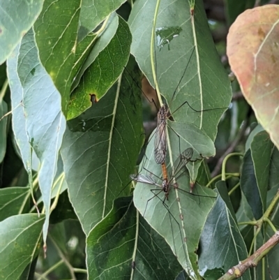 Geranomyia sp. (genus) (A limoniid crane fly) at Kambah, ACT - 29 Nov 2023 by HelenCross