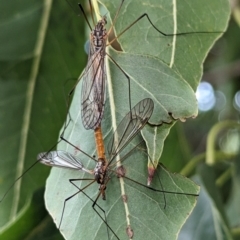 Geranomyia sp. (genus) at Lions Youth Haven - Westwood Farm A.C.T. - 30 Nov 2023 08:34 AM