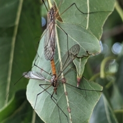 Geranomyia sp. (genus) at Lions Youth Haven - Westwood Farm A.C.T. - 30 Nov 2023