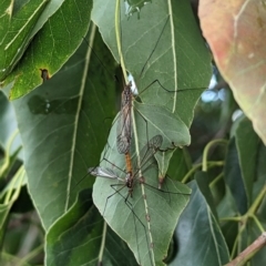 Geranomyia sp. (genus) at Lions Youth Haven - Westwood Farm A.C.T. - 30 Nov 2023