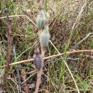 Thelymitra sp. at Mount Taylor - suppressed