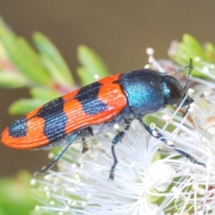Castiarina crenata (Jewel beetle) at Bruce, ACT - 27 Nov 2023 by Harrisi