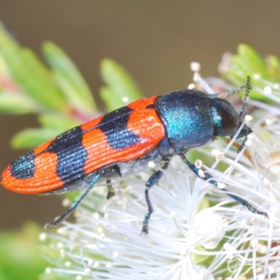 Castiarina crenata (Jewel beetle) at Bruce, ACT - 27 Nov 2023 by Harrisi