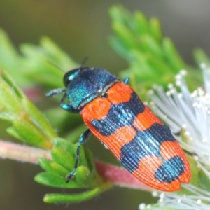 Castiarina crenata at Black Mountain - 27 Nov 2023 01:58 PM