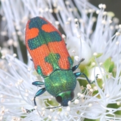 Castiarina hilaris (A jewel beetle) at Bruce, ACT - 27 Nov 2023 by Harrisi