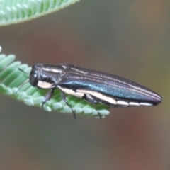 Agrilus hypoleucus (Hypoleucus jewel beetle) at Aranda Bushland - 30 Nov 2023 by Harrisi