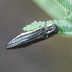 Agrilus hypoleucus at Aranda Bushland - 30 Nov 2023 02:33 PM