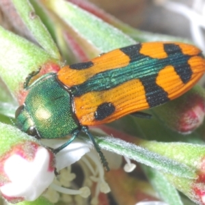 Castiarina scalaris at Block 402 - 30 Nov 2023