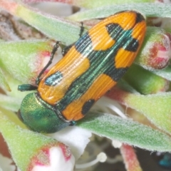 Castiarina scalaris at Block 402 - 30 Nov 2023