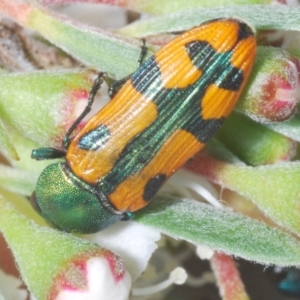 Castiarina scalaris at Block 402 - 30 Nov 2023