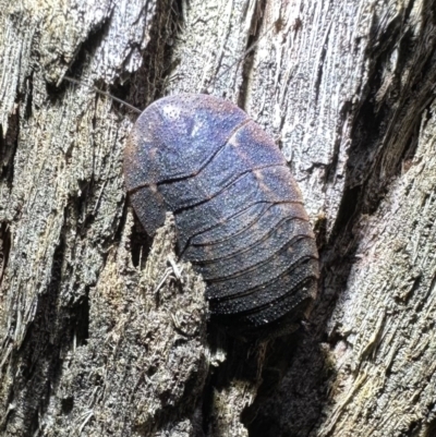 Laxta sp. (genus) (Bark cockroach) at Corroboree Park - 30 Nov 2023 by Pirom