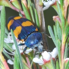 Castiarina klugii (Jewel beetle) at Denman Prospect, ACT - 30 Nov 2023 by Harrisi