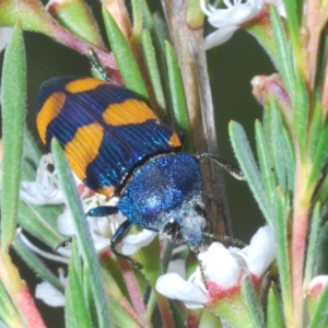 Castiarina klugii at Block 402 - 30 Nov 2023