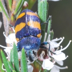 Castiarina klugii at Block 402 - 30 Nov 2023