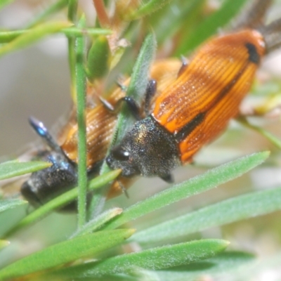 Castiarina subpura (A jewel beetle) at Denman Prospect, ACT - 30 Nov 2023 by Harrisi