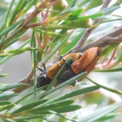 Castiarina subpura at Block 402 - 30 Nov 2023