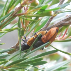 Castiarina subpura at Block 402 - 30 Nov 2023