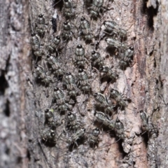 Psocodea 'Psocoptera' sp. (order) at Capalaba, QLD - 9 Nov 2023 11:02 AM