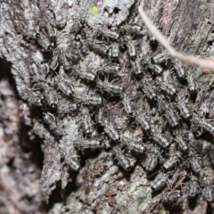 Psocodea 'Psocoptera' sp. (order) at Capalaba, QLD - 9 Nov 2023 11:02 AM