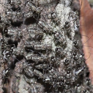 Psocodea 'Psocoptera' sp. (order) at Capalaba, QLD - 9 Nov 2023 11:02 AM