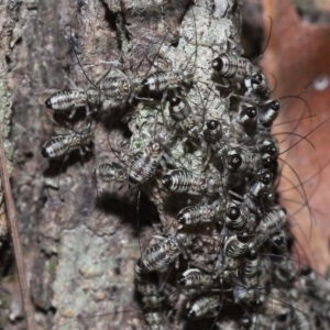 Psocodea 'Psocoptera' sp. (order) at Capalaba, QLD - 9 Nov 2023 11:02 AM