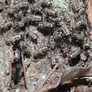 Psocodea 'Psocoptera' sp. (order) at Capalaba, QLD - 9 Nov 2023 11:02 AM
