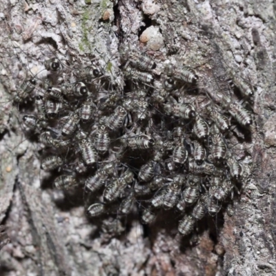 Psocodea 'Psocoptera' sp. (order) (Unidentified plant louse) at Capalaba, QLD - 9 Nov 2023 by TimL