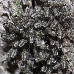 Psocodea 'Psocoptera' sp. (order) at Capalaba, QLD - 9 Nov 2023 11:03 AM