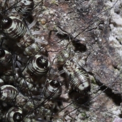Psocodea 'Psocoptera' sp. (order) at Capalaba, QLD - 9 Nov 2023 11:03 AM