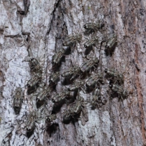 Psocodea 'Psocoptera' sp. (order) at Capalaba, QLD - 9 Nov 2023 11:12 AM