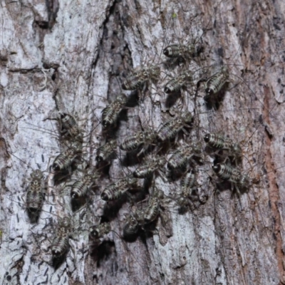 Psocodea 'Psocoptera' sp. (order) (Unidentified plant louse) at Capalaba, QLD - 9 Nov 2023 by TimL