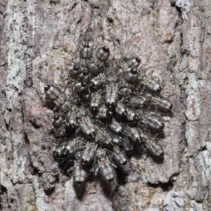 Psocodea 'Psocoptera' sp. (order) at Capalaba, QLD - 9 Nov 2023 11:19 AM
