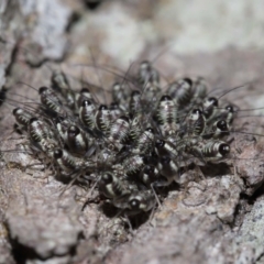 Psocodea 'Psocoptera' sp. (order) at Capalaba, QLD - 9 Nov 2023 11:19 AM