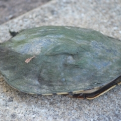Chelodina longicollis (Eastern Long-necked Turtle) at Jamberoo, NSW - 30 Nov 2023 by plants
