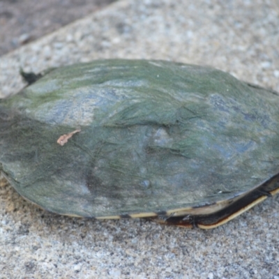 Chelodina longicollis (Eastern Long-necked Turtle) at Jamberoo, NSW - 30 Nov 2023 by plants