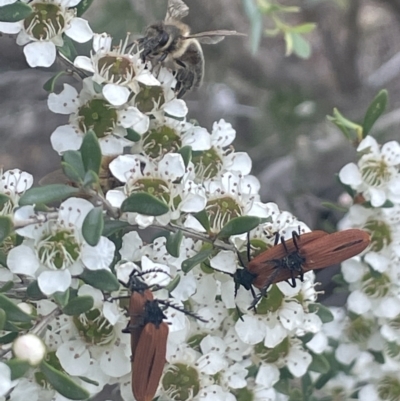 Porrostoma rhipidium (Long-nosed Lycid (Net-winged) beetle) at Gigerline Nature Reserve - 30 Nov 2023 by JaneR