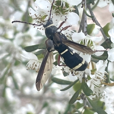 Hesthesis plorator (A longhorn beetle) at Gigerline Nature Reserve - 30 Nov 2023 by JaneR
