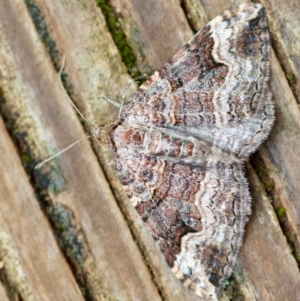 Epyaxa subidaria at Hughes, ACT - suppressed