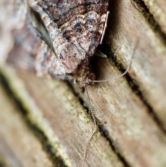 Epyaxa subidaria at Hughes, ACT - suppressed