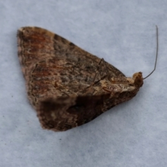 Epyaxa subidaria at Hughes, ACT - 1 Dec 2023