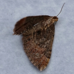 Epyaxa subidaria at Hughes, ACT - 1 Dec 2023