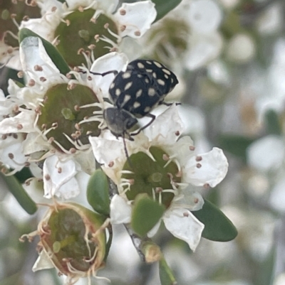 Mordella dumbrelli (Dumbrell's Pintail Beetle) at Gigerline Nature Reserve - 30 Nov 2023 by JaneR