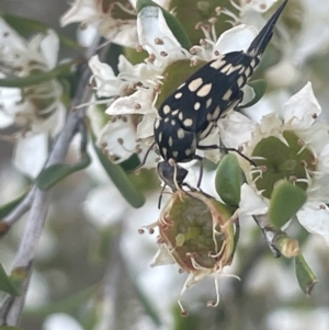 Mordella dumbrelli at Gigerline Nature Reserve - 30 Nov 2023