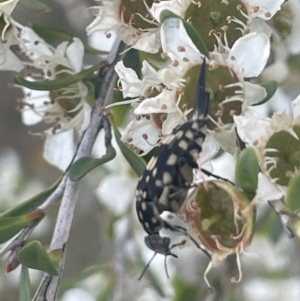 Mordella dumbrelli at Gigerline Nature Reserve - 30 Nov 2023