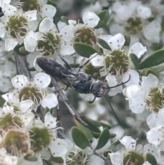 Tiphiidae (family) (Unidentified Smooth flower wasp) at Gigerline Nature Reserve - 30 Nov 2023 by JaneR