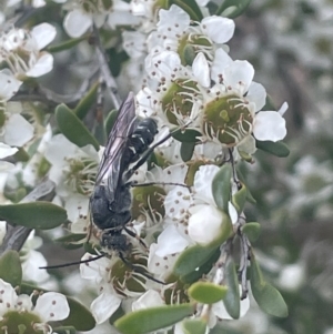 Tiphiidae (family) at Gigerline Nature Reserve - 30 Nov 2023 03:29 PM