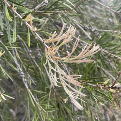 Callistemon sieberi (River Bottlebrush) at Gigerline Nature Reserve - 30 Nov 2023 by JaneR