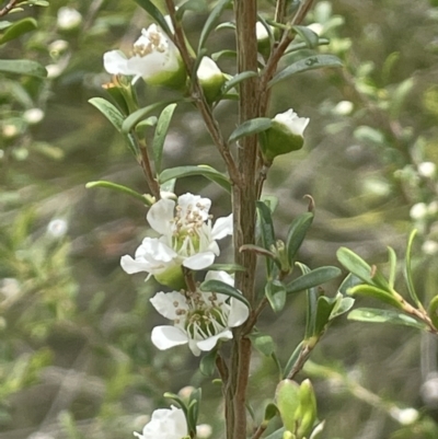 Leptospermum obovatum (River Tea Tree) at Gigerline Nature Reserve - 30 Nov 2023 by JaneR