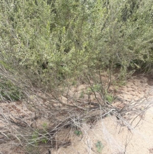 Leptospermum obovatum at Gigerline Nature Reserve - 30 Nov 2023